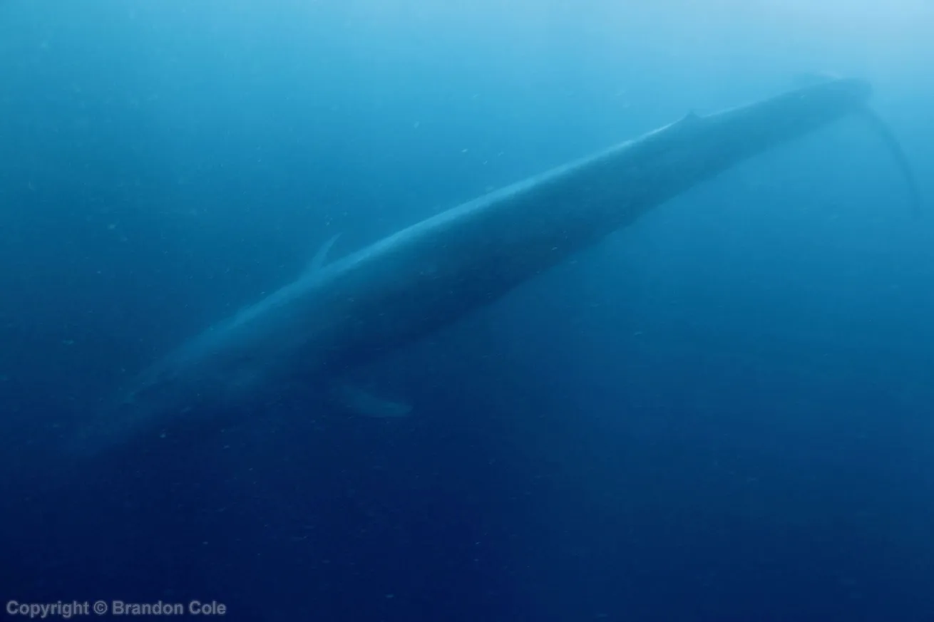 blue whale