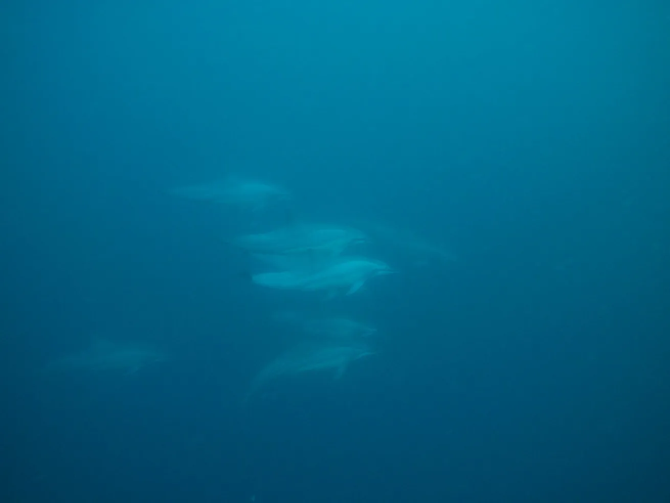 spinner dolphins