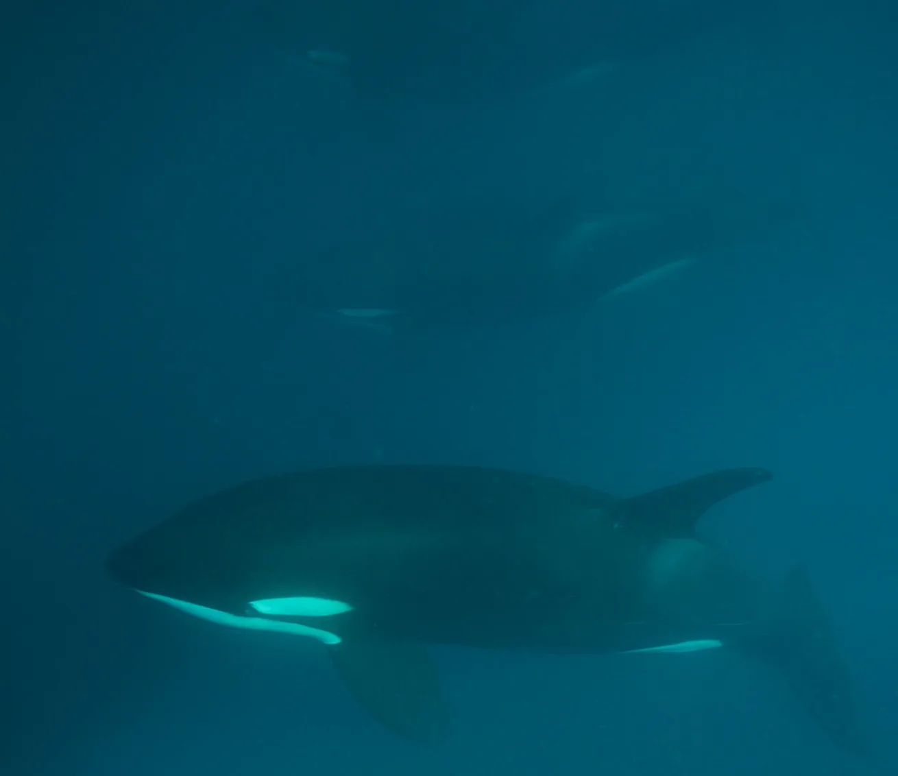 killer whales sri lanka