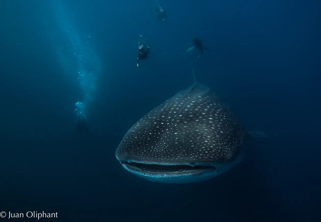 whale shark galapagos