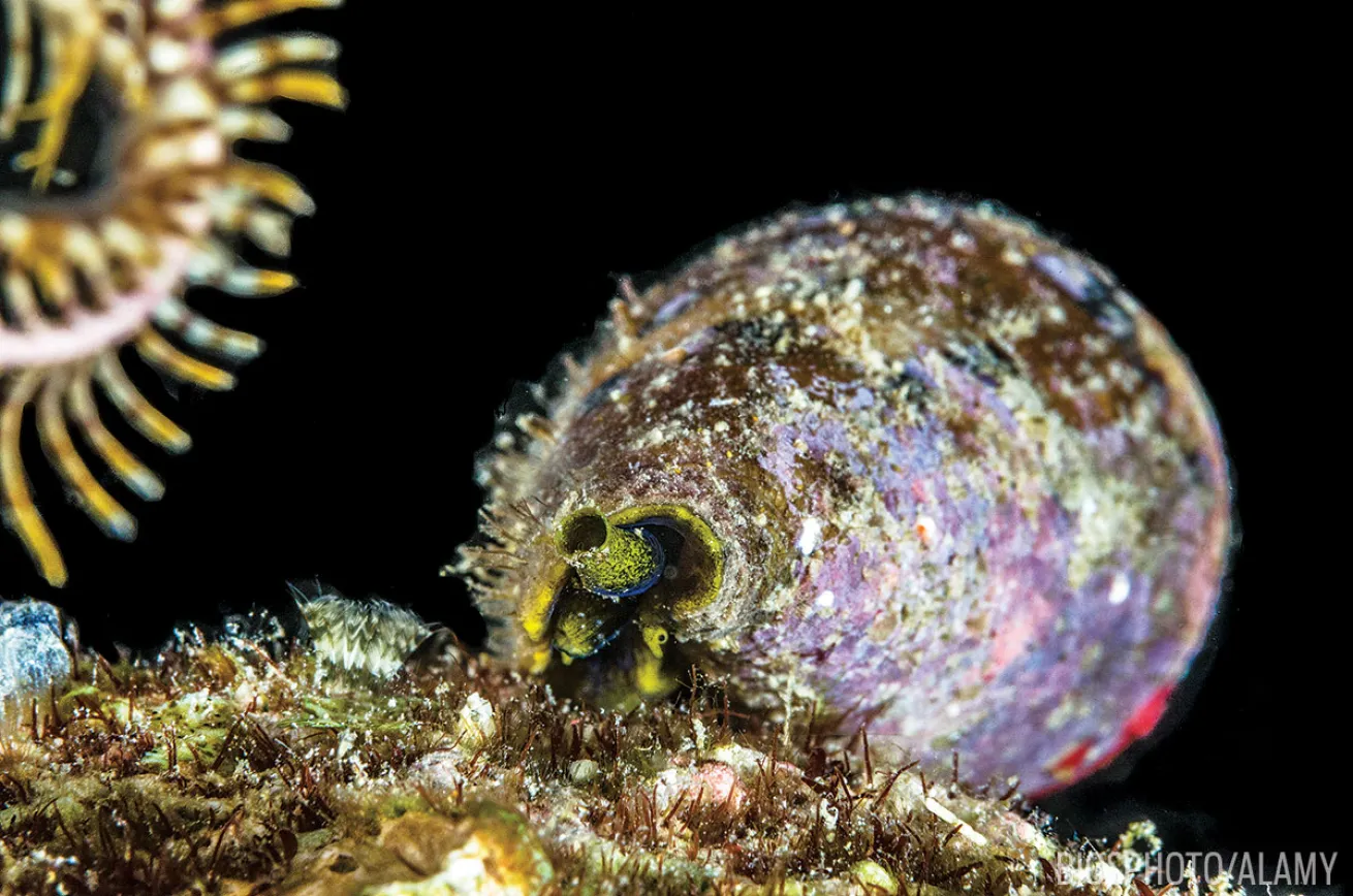 Cone Snail 