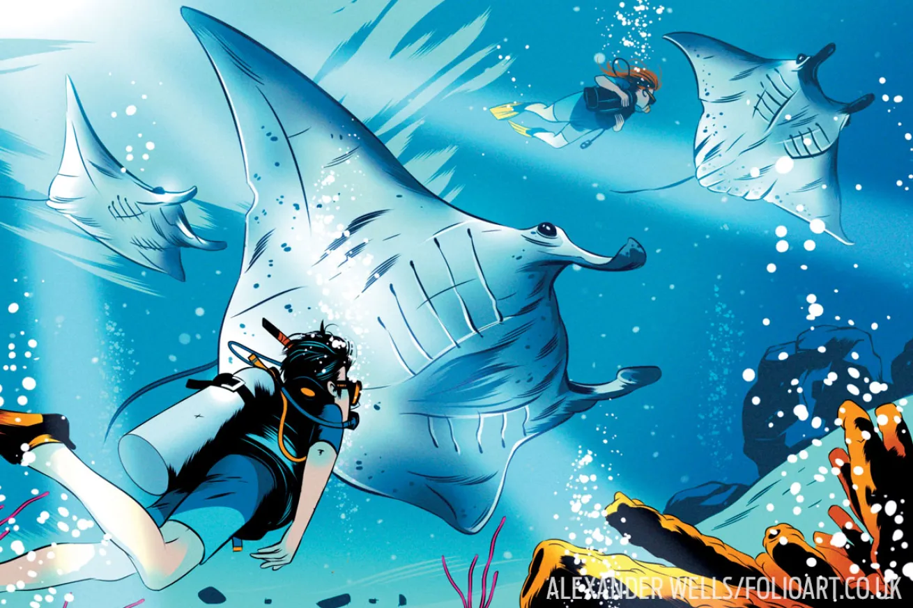 manta ray illustration 