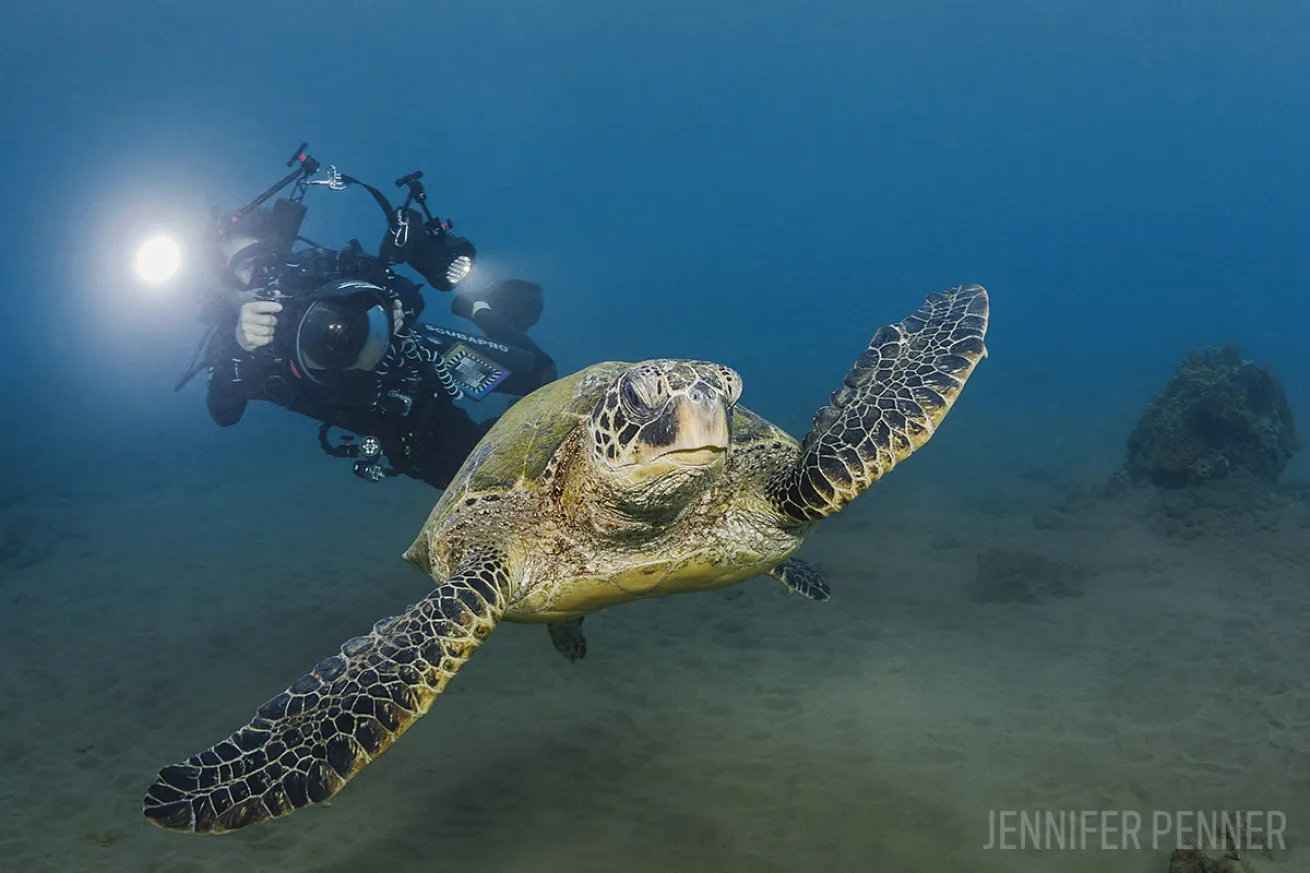underwater photographer turtle