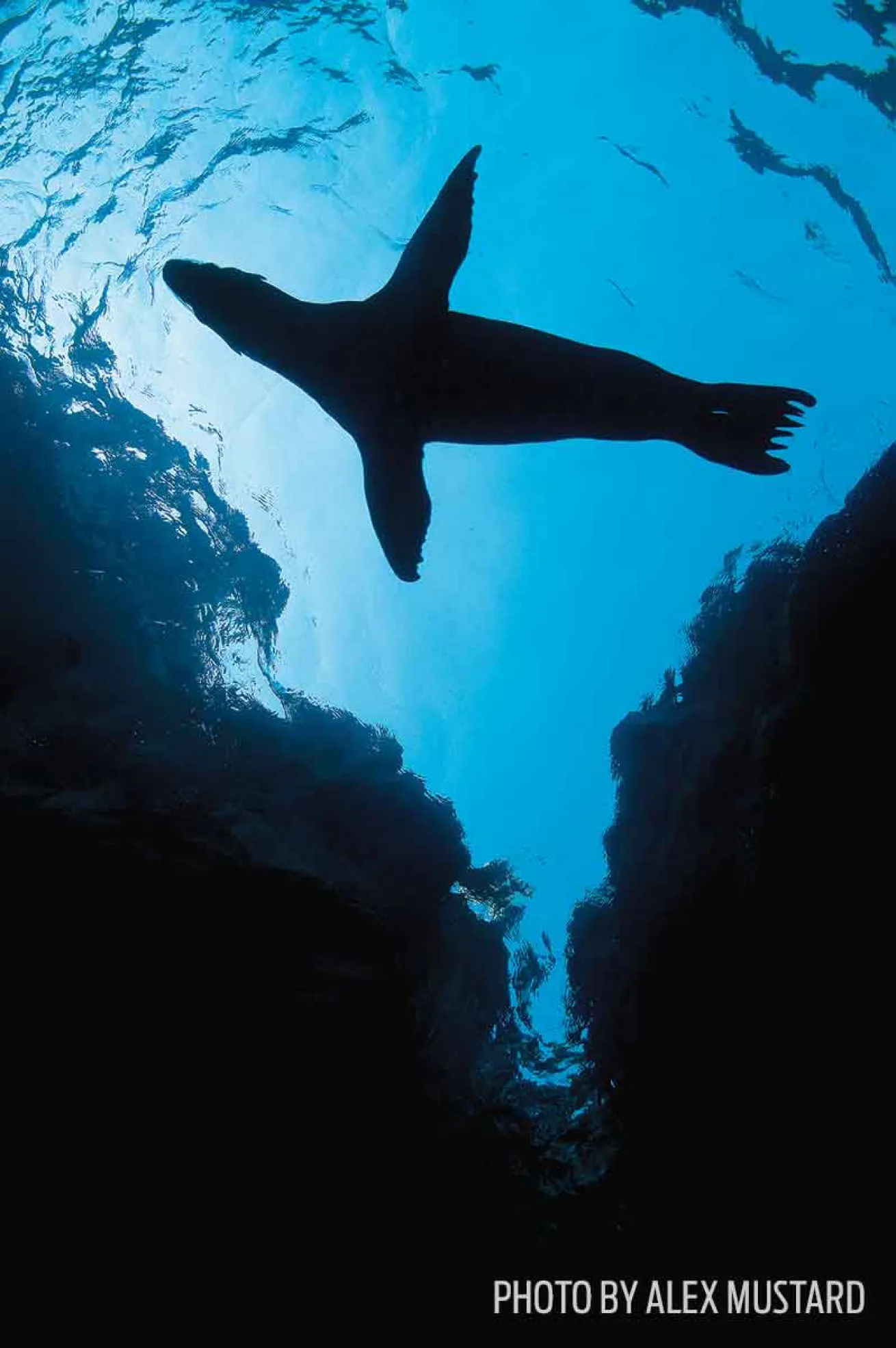 underwater photography silhouette