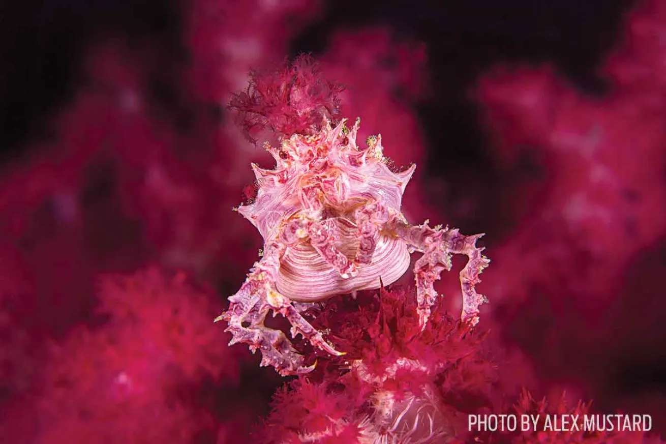 soft coral crab photo indonesia
