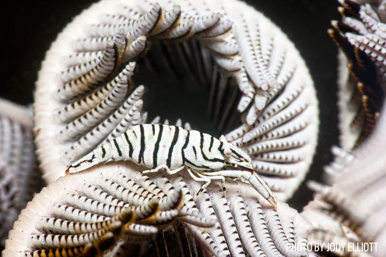 crinoid shrimp underwater photo 