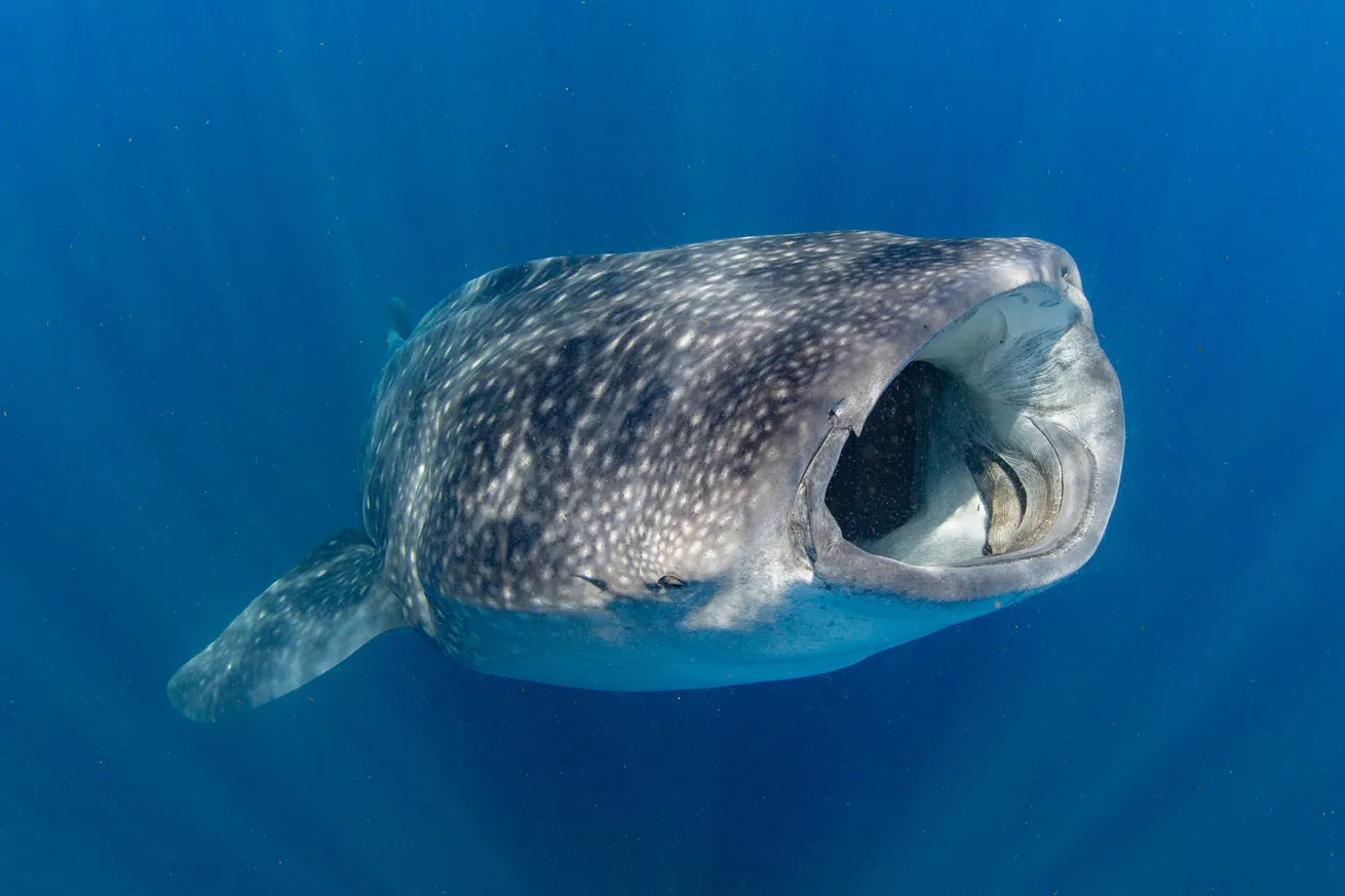 Diving with whale sharks is not allowed in Mexico, but snorkelers can slip into the water for a chance to see these gentle giants.