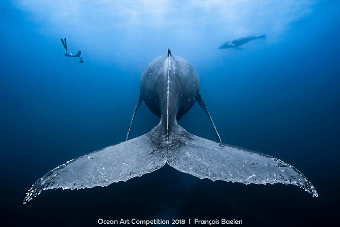 ocean art 2018 contest winner wide angle