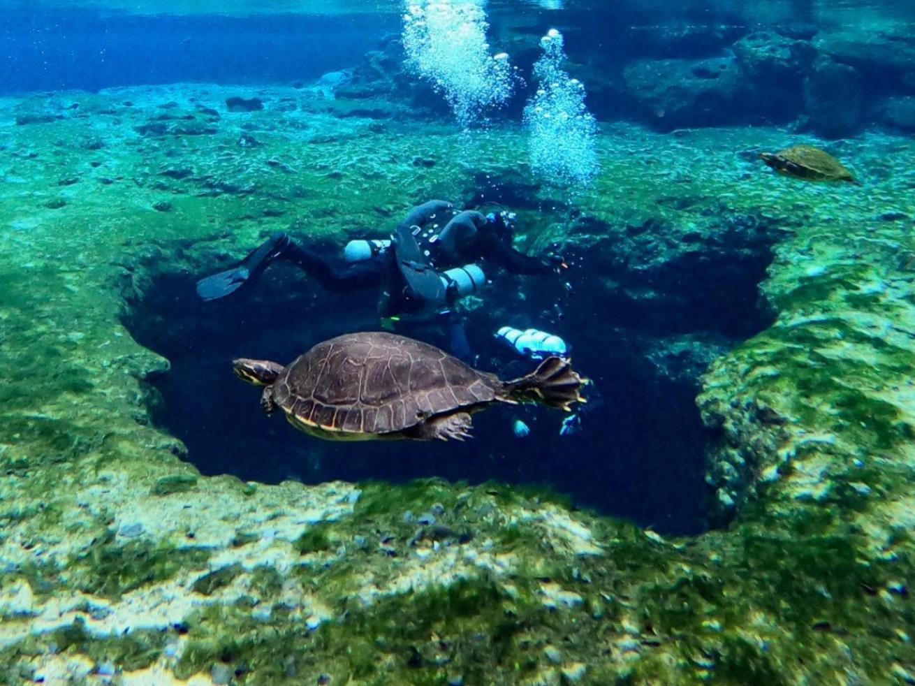 a turtle swims above the entrance of a sinkhole at ginnie springs florida