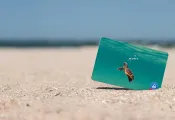 Qcard-turtlehatchling-small-hero.jpg.webp