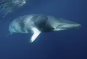 -a-curious-minke-whale- option .jpg.webp