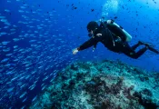 CREDIT PT Hirschfield CAPTION Diver at the Blue Corner Dropoff   .jpg.webp