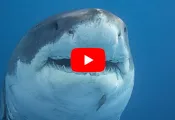 GreatWhite Shark.jpg.webp
