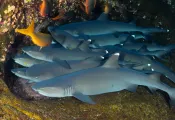 ISISROCHA_whtieipsharks_shutterstock_.jpg.webp