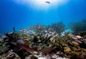 Key Dives_Digital Advertorial.png.webp