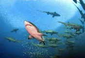 Sand Tiger Shark North Carolina Diving Olympus.jpg.webp