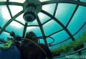 underwatergarden.jpg.webp