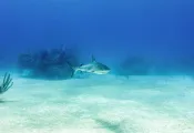 bmot-freeport-diveweek-.jpg.webp