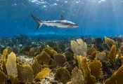 bmot-nassau-paradise-island-.jpg.webp