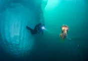 ice-diver-jellyfish-michael-green.png.webp