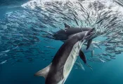sardine-run-dolphin-teaser--wp-d-brandon_cole.jpg.webp