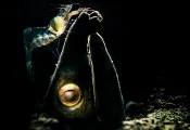 scd_snake-eel-and-shrimp-x.jpg.webp