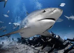 . BullSharkWithDivers_BaalcheProyectoAzul.jpg.webp