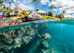 _SeaTurtle_Makena_Maui_Renee_Capozzola.jpg.webp