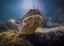 ANACONDA_CDP_ANAJULIA_lr.jpg.webp