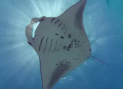 AnnieMurray_MantaRay_-.jpg.webp