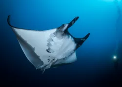 CLU.jpg.webp