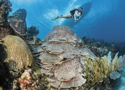 CouretsyOceanFrontiers_CAY_am--copy_edit.jpg.webp
