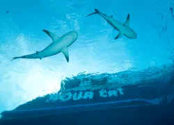 CourtesyAllStar_Aqua Cat on shark dive VHD_.jpg.webp