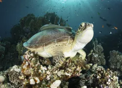 CourtesyRedSeaDivingSafari-Ahmed-Helal-early-morning-turtle.jpg.webp