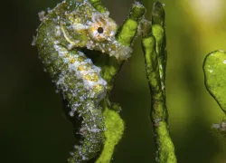 DwarfSeahorse_StaceyHenderson---Stacey-Henderson.jpg.webp