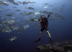 FGBNMS-DiverAndAmberjacks-ScottBauer   .jpg.webp