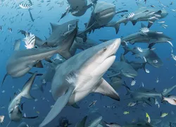 FIJI---Enhanced-NR-Edit.jpg.webp