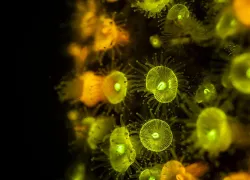 Fluoro_Photo   .jpg.webp