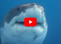 GreatWhite Shark.jpg.webp
