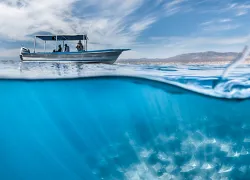 HMs_Martin_Broen_Mobula-Fever---Martin-Broen_edit.jpg.webp