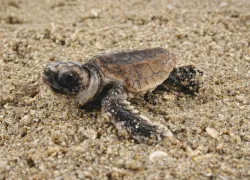 Hatchlingonbeach_creditKenLohmann.jpg.webp