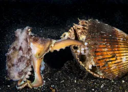 Hawaii_Coconut-Octopus--Edit.jpg.webp