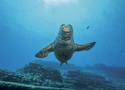 KauaiNiihau_SeasportDivers_LowRes-.jpg.webp