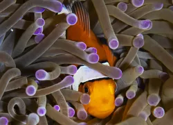 Komodo------Candice-Landau---Underwater-Photography-.jpg.webp