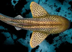 LeopardShark_Lewis Burnett_shutterstock_Thumbnail.png.webp
