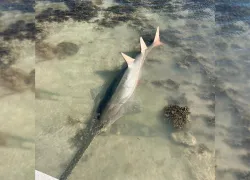 Norman_Sawfish.jpg.webp