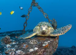Oahu_Jennifer_Penner___IMG_-Edit.jpg.webp