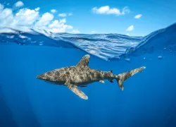 OceanicWhitetip_JayClue.jpg.webp