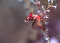 PADI   .jpg.webp