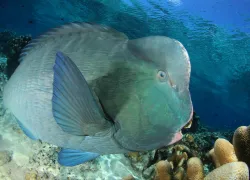 Rich Carey_Parrotfish_shutterstock_.jpg.webp